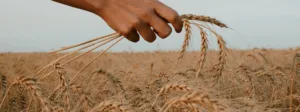 A field of wheat with someone holding a frond